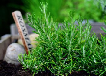 rosemary 7281205 1280