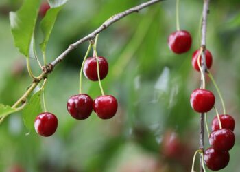 sour cherries 7271913 1280