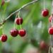 sour cherries 7271913 1280