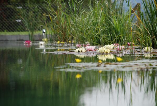 swimming pond 1529485 1280