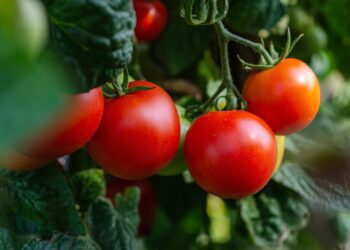 tomatoes 5566741 1280