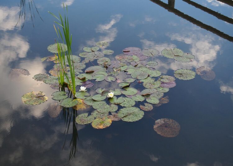 water lilies 2678186 1280
