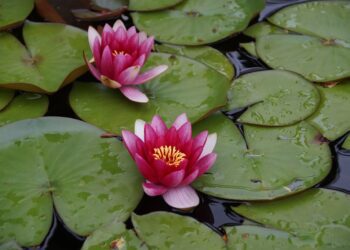 waterlily 4344610 1280