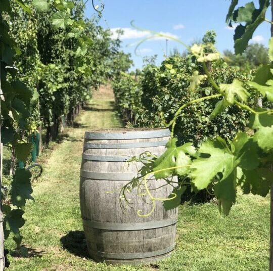 wine barrel 4881126 1280