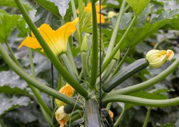 zucchini 1642621 1280