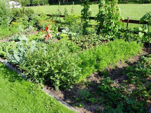 zahony allotment garden 1059 640
