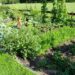 allotment garden 1059 640