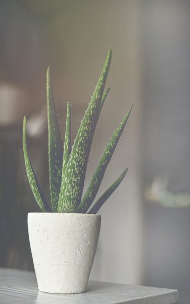 aloe vera 5157522 1280