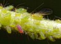 aphid 5154237 1280