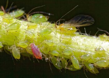 aphid 5154237 1280