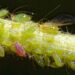 aphid 5154237 1280