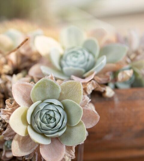 botany 4589714 1280