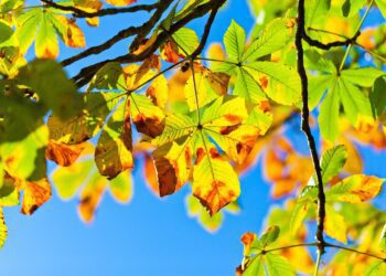 chestnut tree 275921 1280