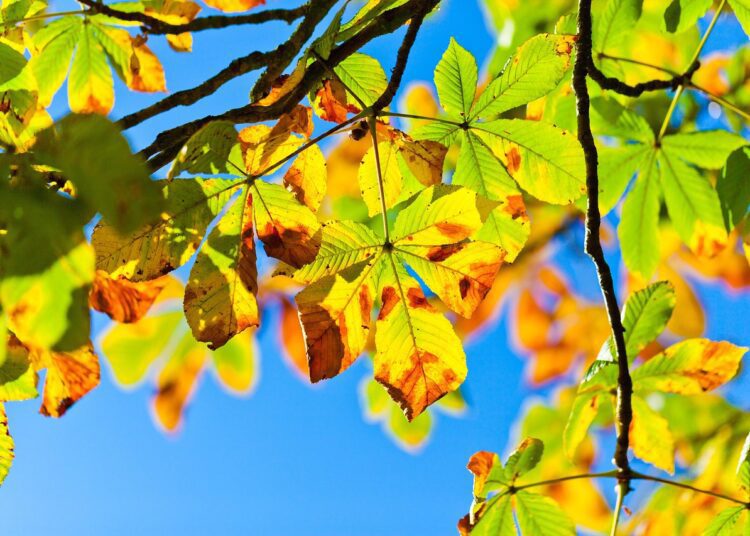 chestnut tree 275921 1280