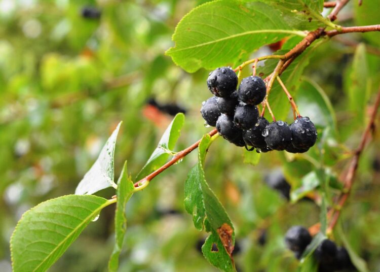 chokeberry 2643274 1280