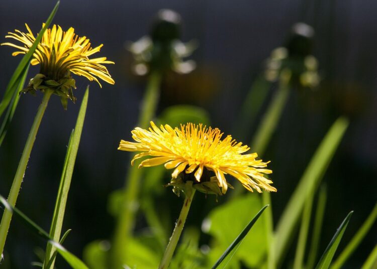 common dandelion 331701 1280