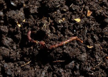 compost 7006499 1280