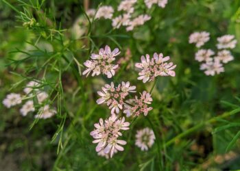 coriander flowers 5965822 1280