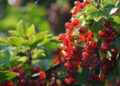 currants 4679514 1280