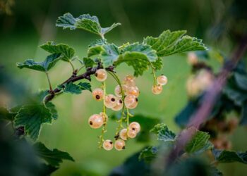 currants 7312724 1280