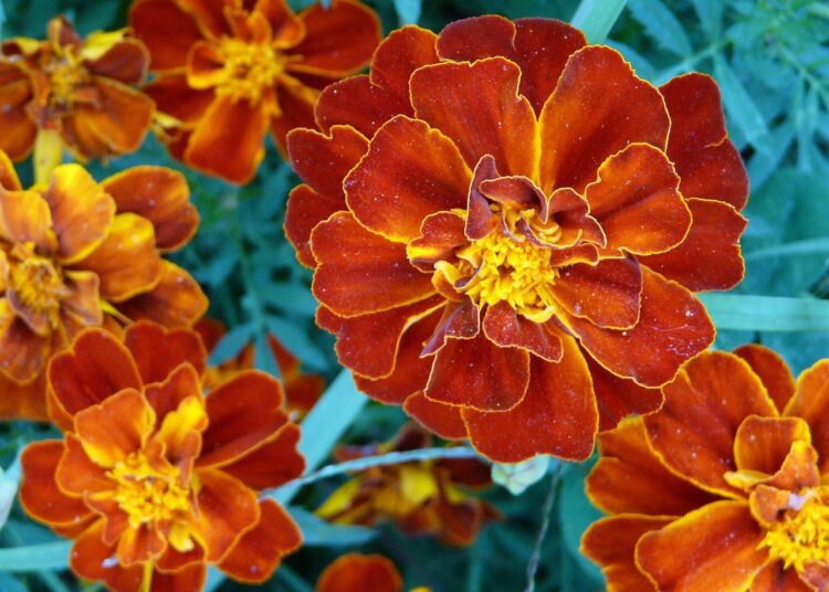 flower 1629325 1280