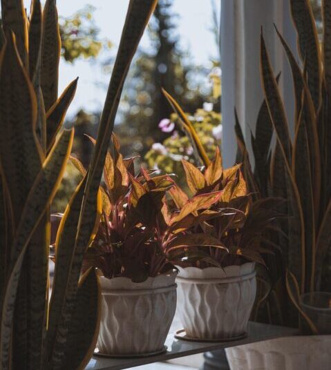 garden 6846399 1280