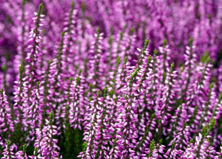 heather 6763504 1280