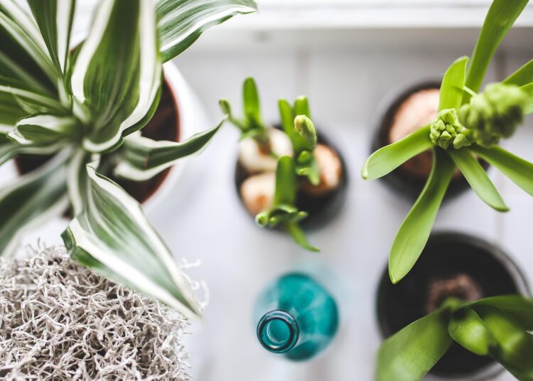 houseplants 792091 1280