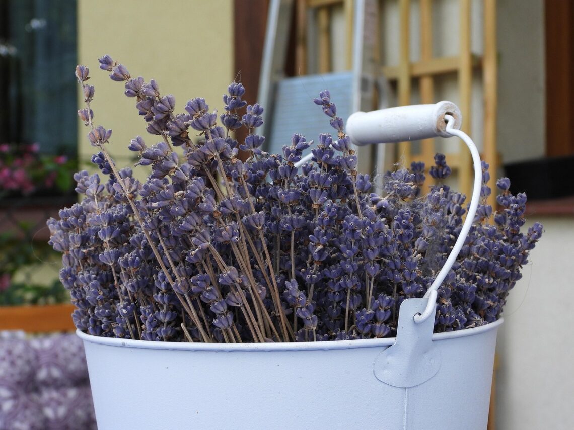 lavender 5272306 1280