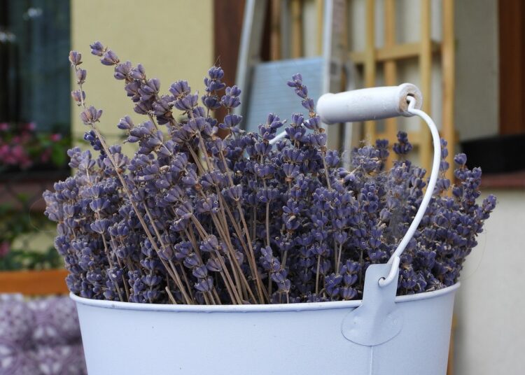 lavender 5272306 1280