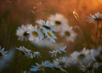 marguerite 5366009 1280