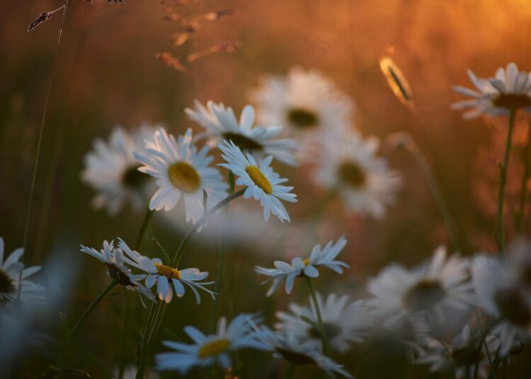 marguerite 5366009 1280