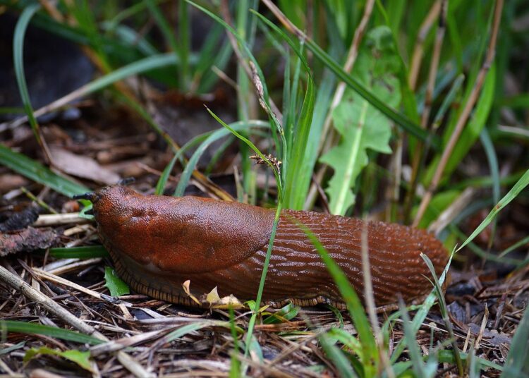 nudibranch 6697617 1280