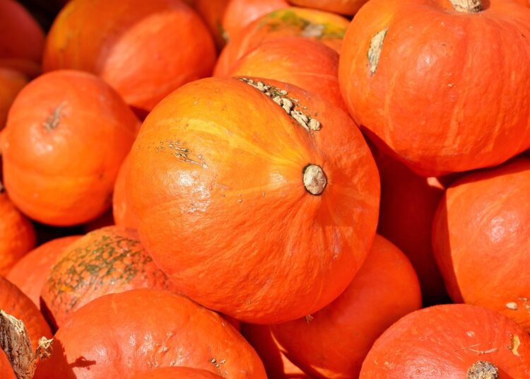 pumpkin 3735640 1280