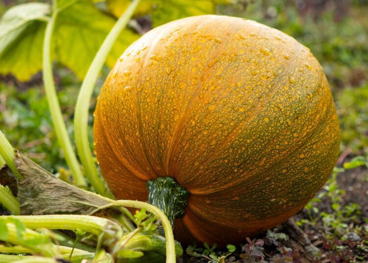 pumpkin 8278499 1280