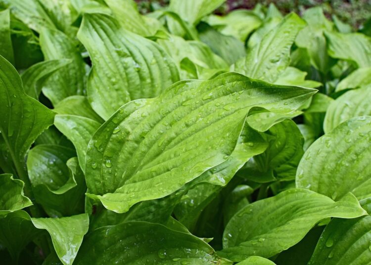 rain wet plantain lily leaves 2438603 1280