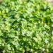 real coriander 7650541 1280