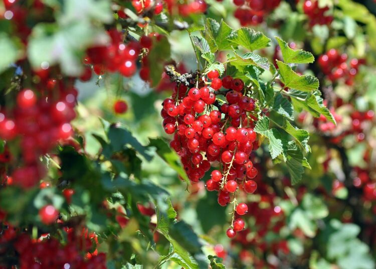 red currant 7331729 1280