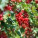 red currant 7331729 1280