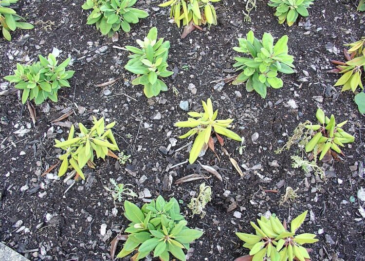 rododendron korenova hniloba