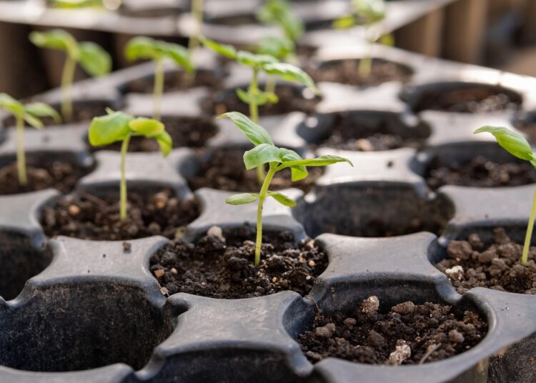 seedling 4394118 1280