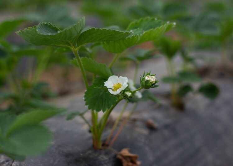 strawberry plant 4181124 1280