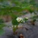 strawberry plant 4181124 1280