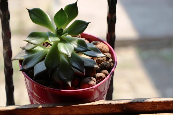 sukulent 3563344 1280