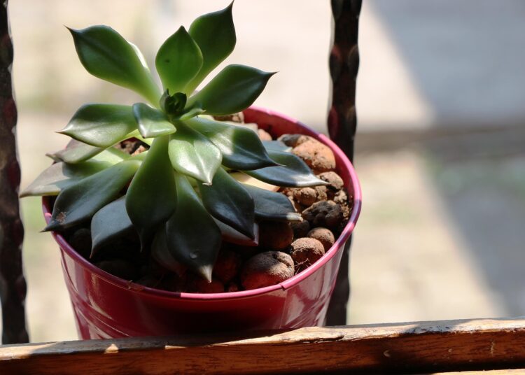 sukulent 3563344 1280