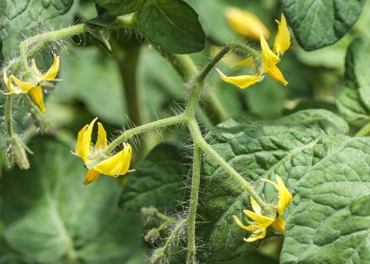 tomato blossom 1447877 1280