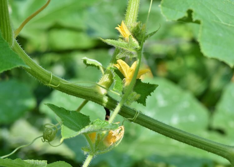 tomato plant 3821282 1280