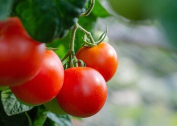 tomatoes 5566744 1280