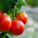 tomatoes 5566744 1280