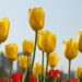 tulipan